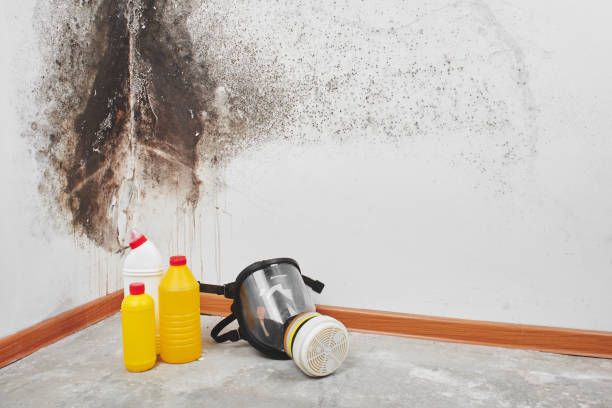 Best Mold Testing and Removal  in Portland, TX