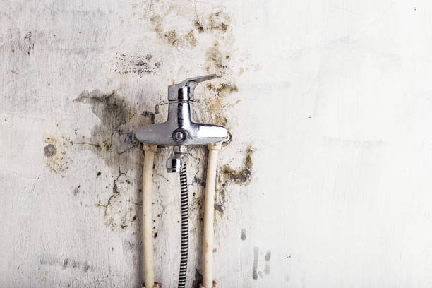 Best Mold Removal Company Near Me  in Portland, TX