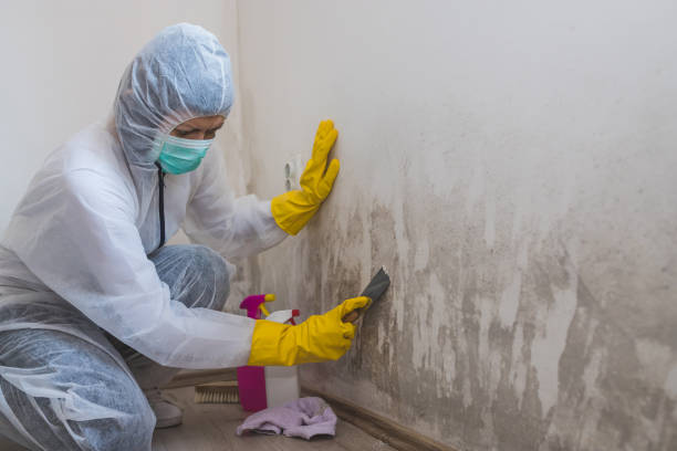 Portland, TX Mold Removal Company