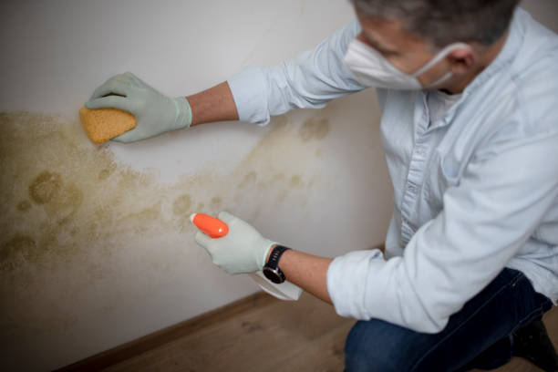 Best Mold Inspection  in Portland, TX
