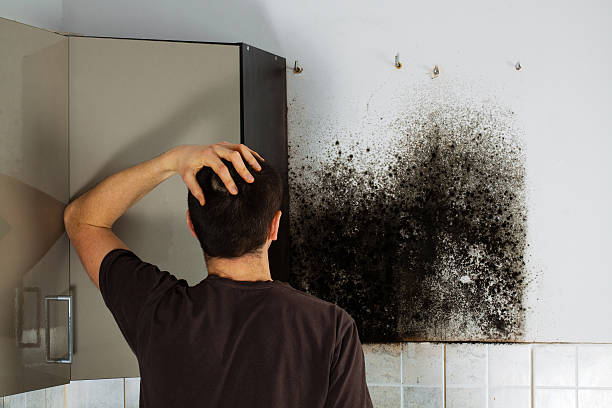 Best Commercial Mold Removal  in Portland, TX