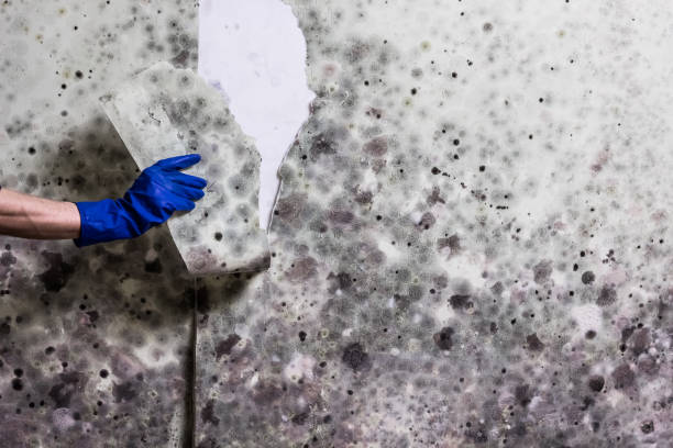 Best Black Mold Removal  in Portland, TX